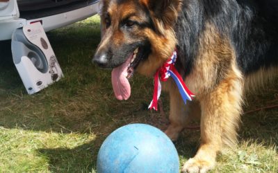 Sabre…. Best in Show – Speaks / Barks out!