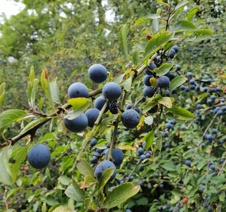Sloe up in September… and pick the berries!