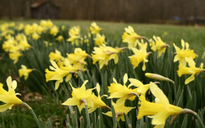 Spring is in the Air in Sarratt