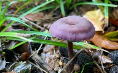 Autumn and Mushrooms