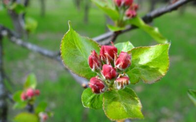 May Tips for growing your own.