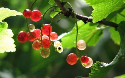 July in your Garden