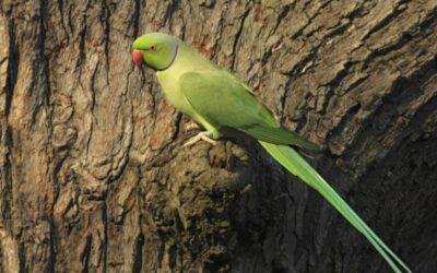 Sarratt Parakeets….