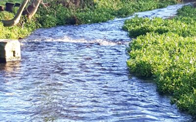 River Chess meeting