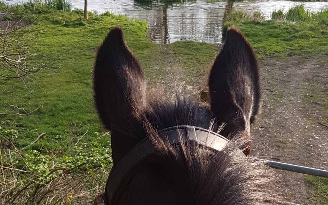 Chess Valley Bridleways Association