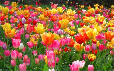 SARRATT HORTICULTURAL SOCIETY SPRING SHOW