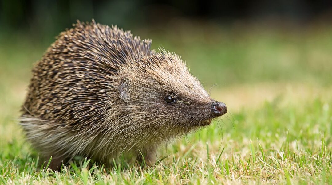 Hedgehog Awareness Week sarrattvillage