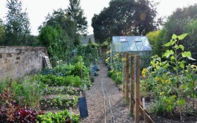 Sarratt Community Garden update for April